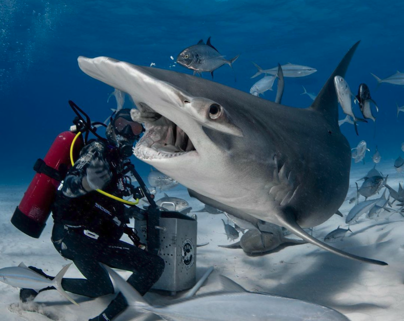 Taking photos of a hammerhead shark