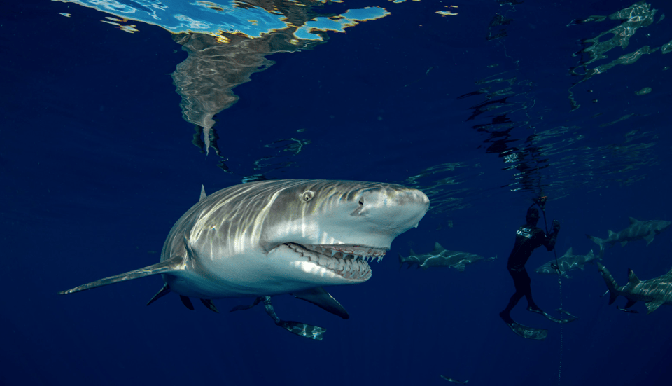 Pursuit Owner Photo of Lemon Shark