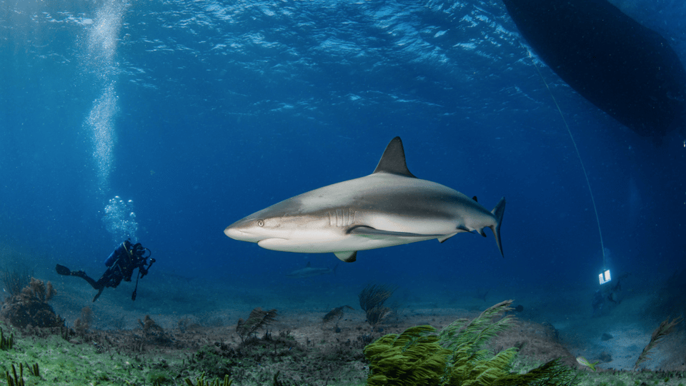 Underwater with sharks in the Bahamas