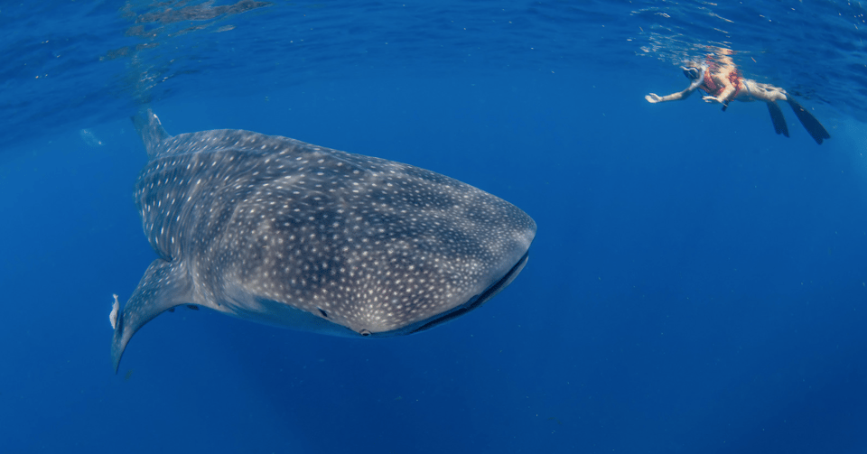 Woman swims with Whale Shark