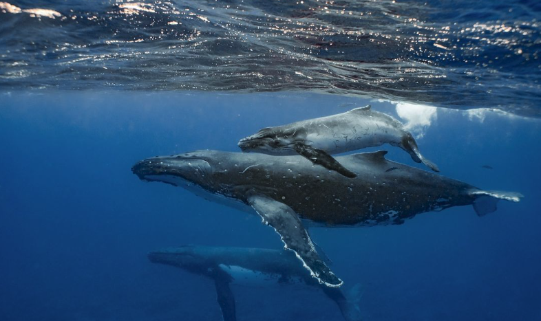 Humpback whales swim gracefully