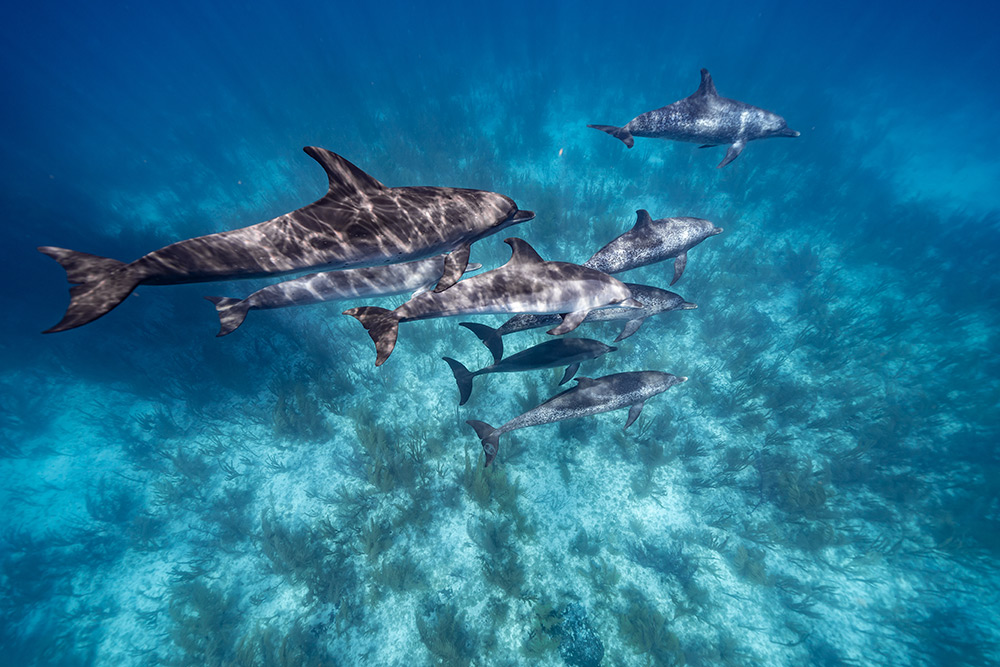 A pod of dolphins in the beautiful Bimini waters.